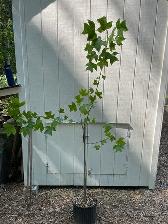 Tulip Tree ( Liriodendron Tulipifera )