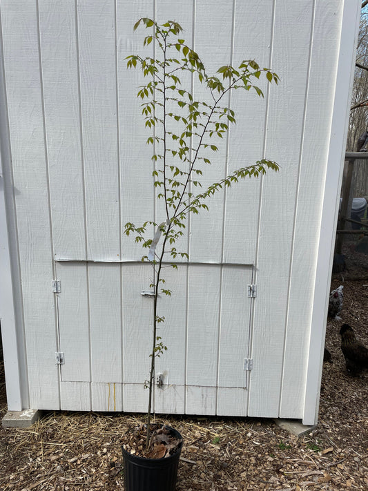 Japanese Zelkova ' Village Green ' Grafted