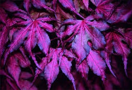Japanese Maple ' Purple Ghost ' Grafted