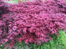 Japanese Maple ' Purple Ghost ' Grafted