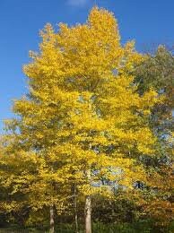 Quaking Aspen Trees (1-2 ft, 1 Gallon Pot) Fast Growing Native Tree