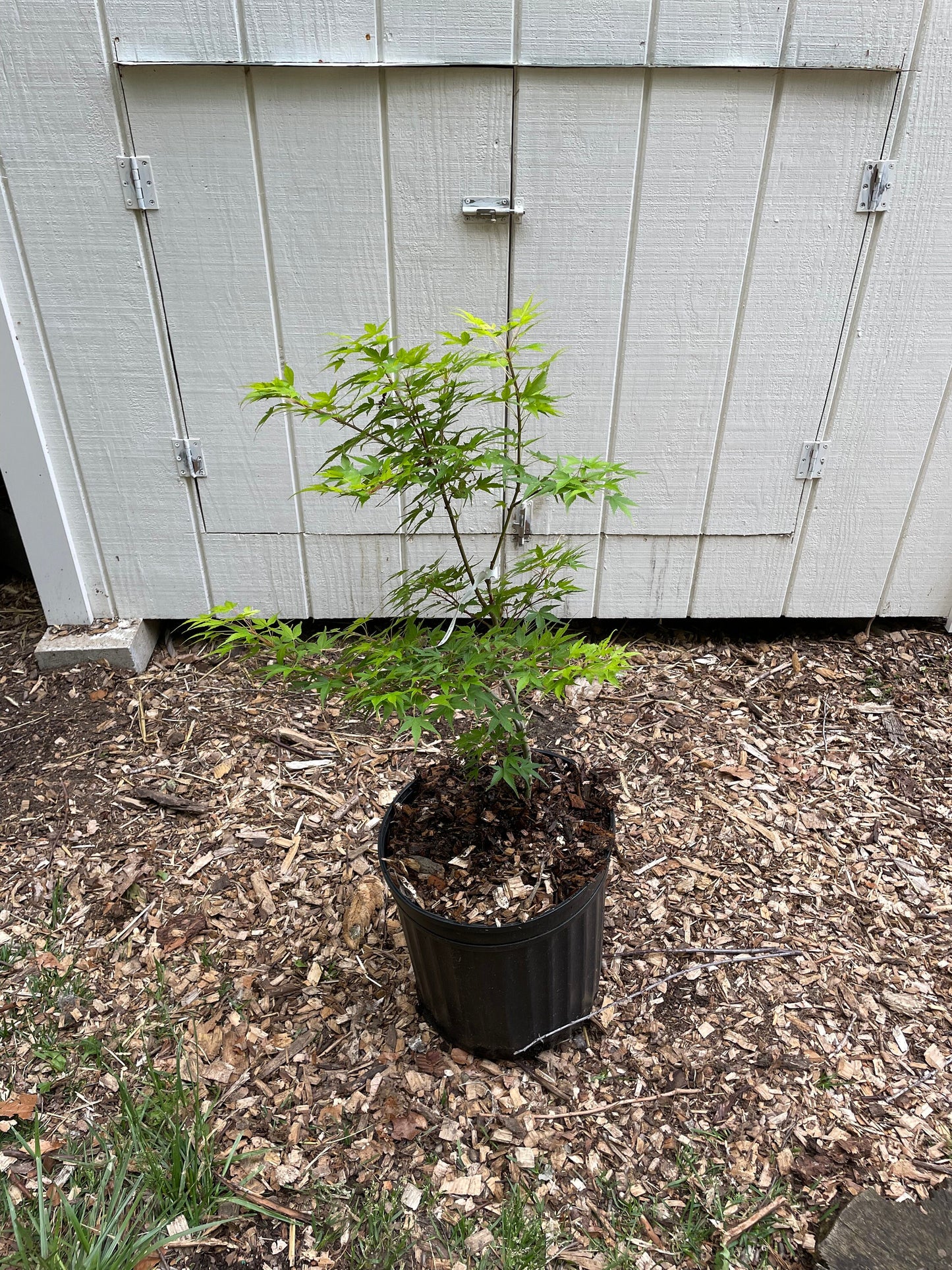 Sekka Yatsubusa Japanese Maple Acer palmatum