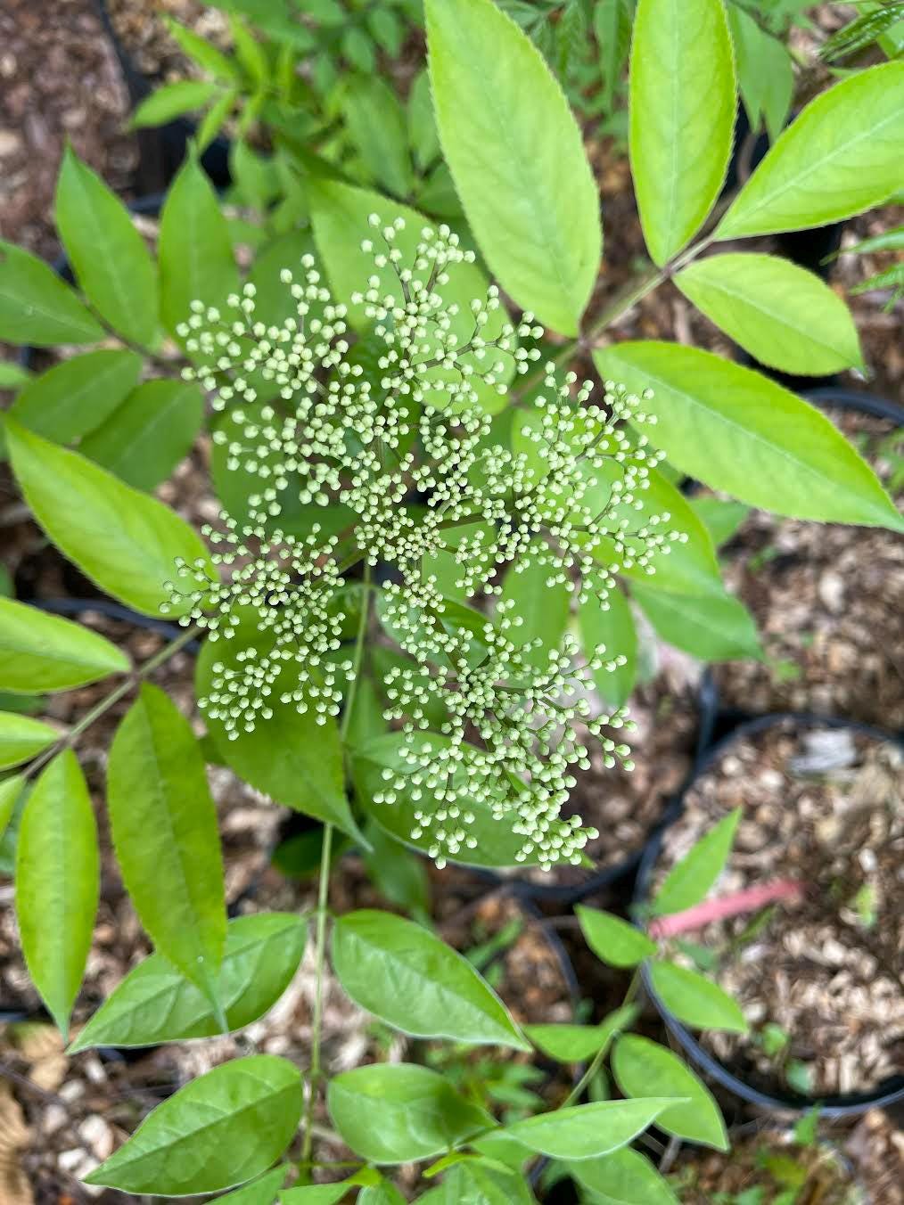 Common Elderberry ( Sambucus Canadensis )