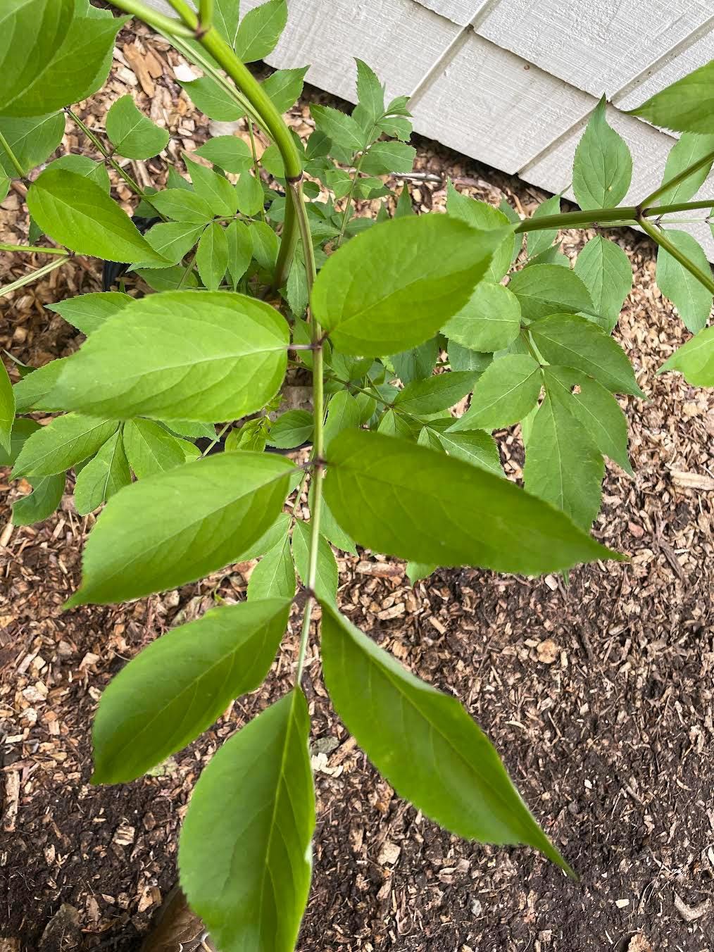 Common Elderberry ( Sambucus Canadensis )