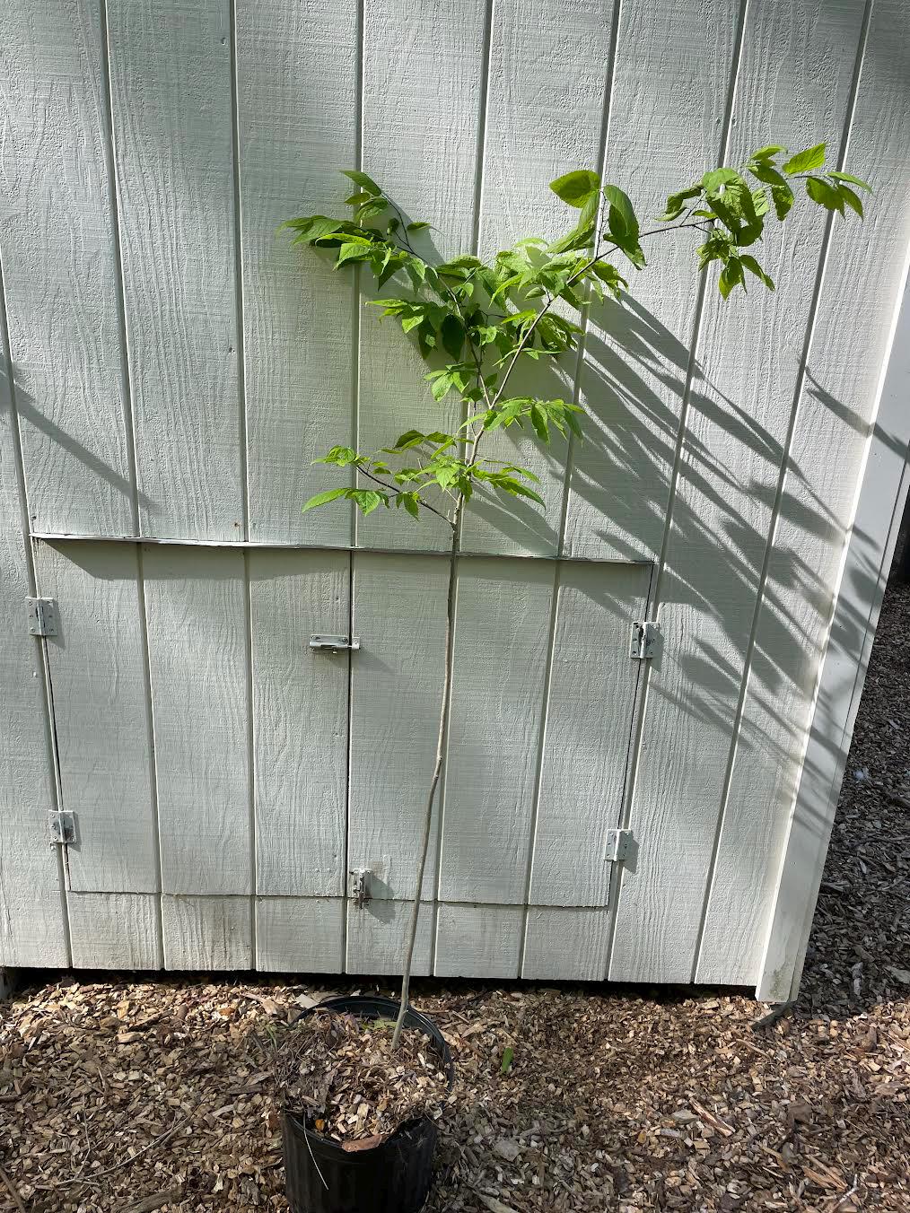 Hackberry Tree ( Celtis occidentalis )