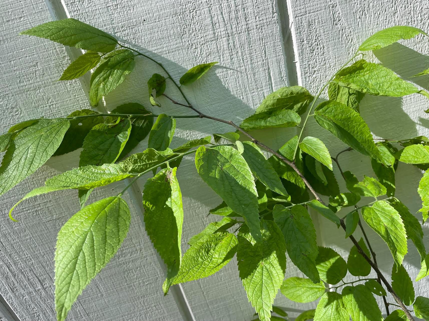 Hackberry Tree ( Celtis occidentalis )