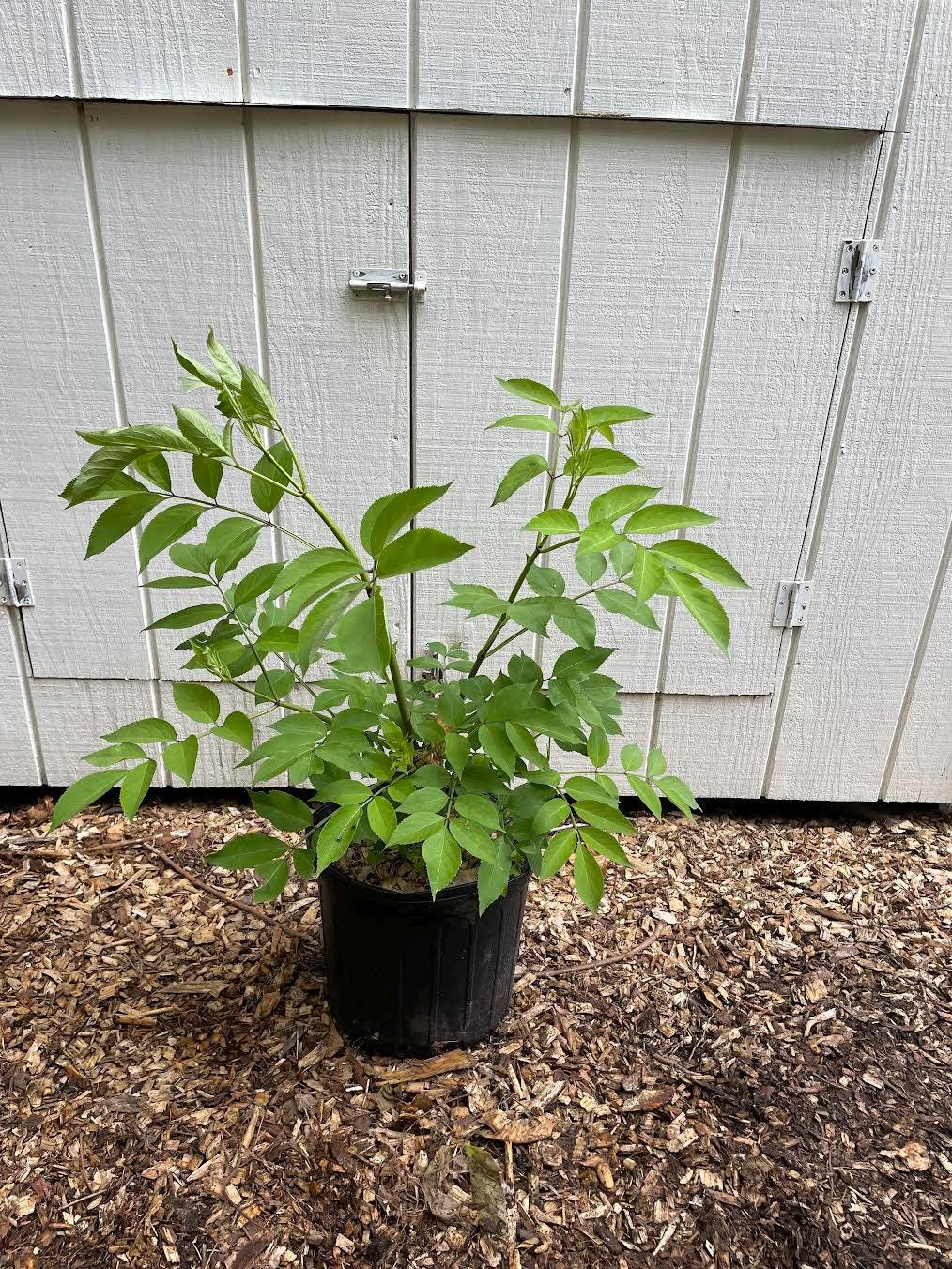 Common Elderberry ( Sambucus Canadensis )