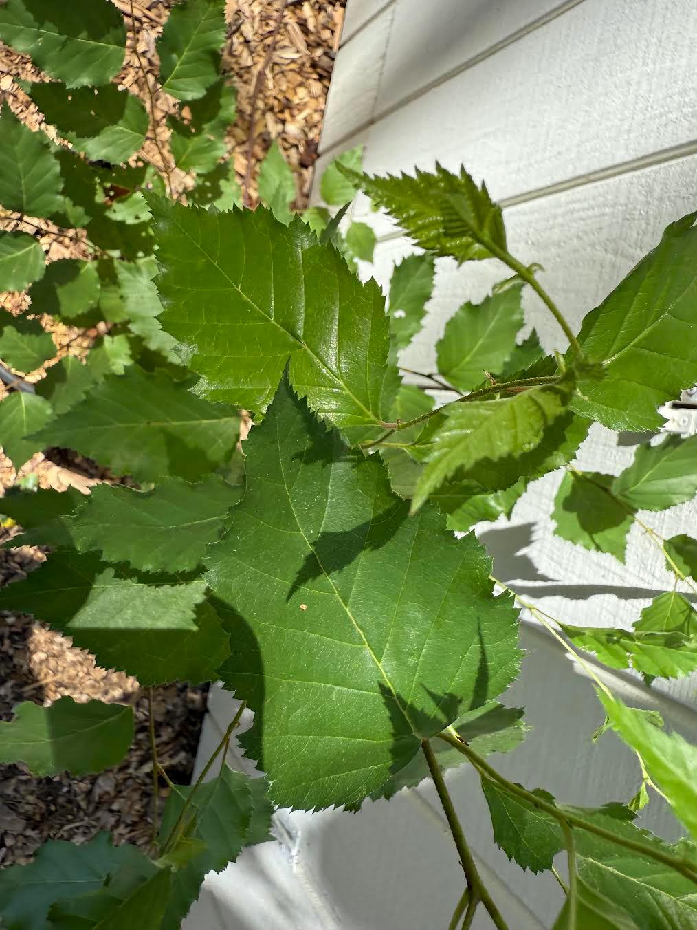 3-Foot Korean Birch Tree (Betula costata) – 1-Gallon Pot