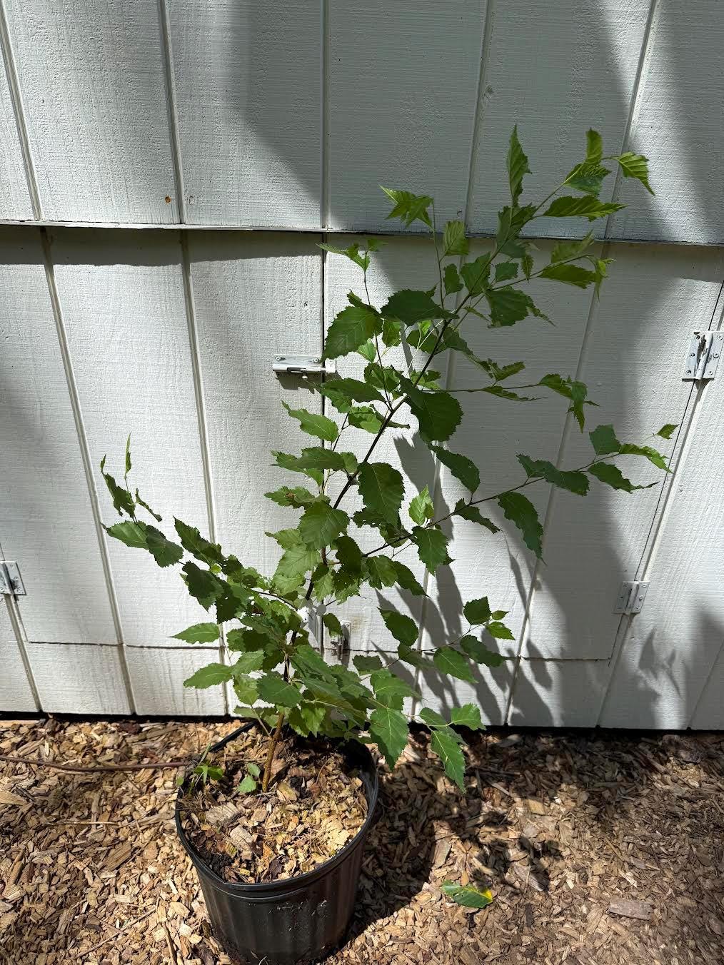 3-Foot Korean Birch Tree (Betula costata) – 1-Gallon Pot