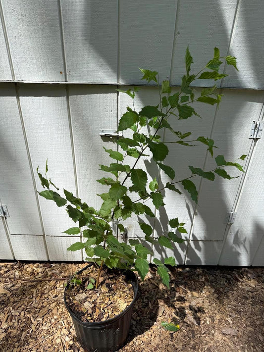 3-Foot Korean Birch Tree (Betula costata) – 1-Gallon Pot