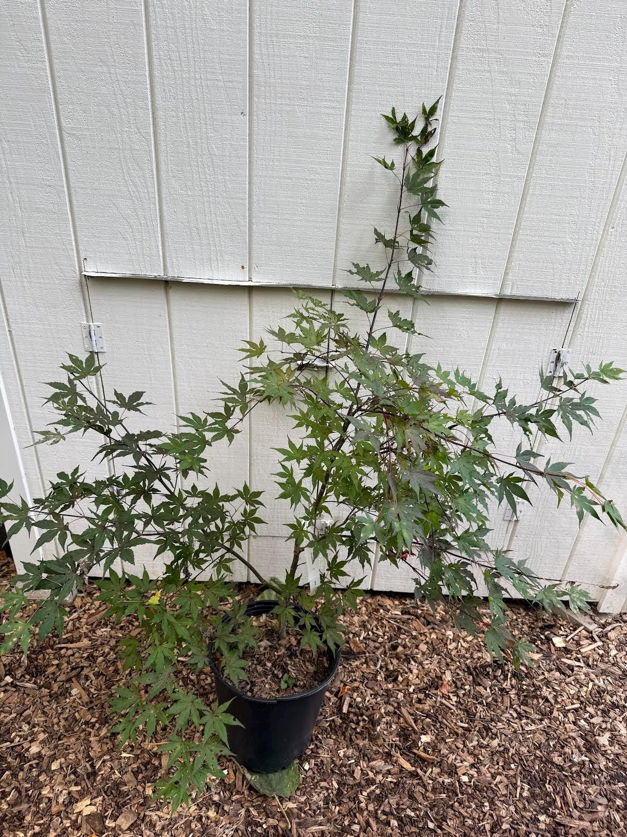 Japanese Maple ' Purple Ghost ' Grafted