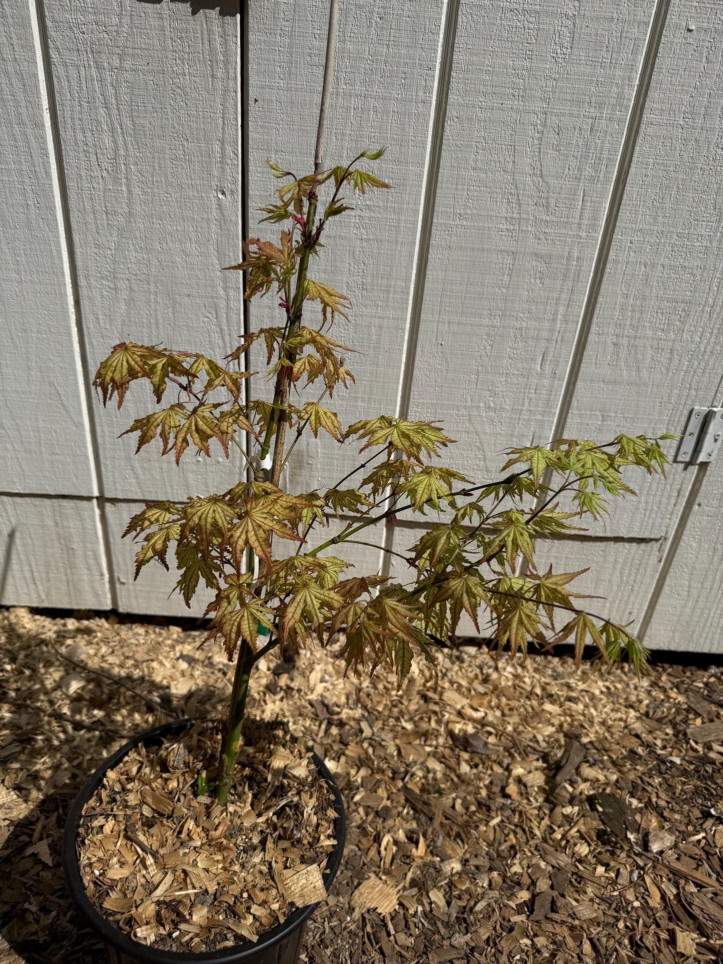 Acer Palmatum 'Peaches and Cream' 2 Gallon 3' Tall