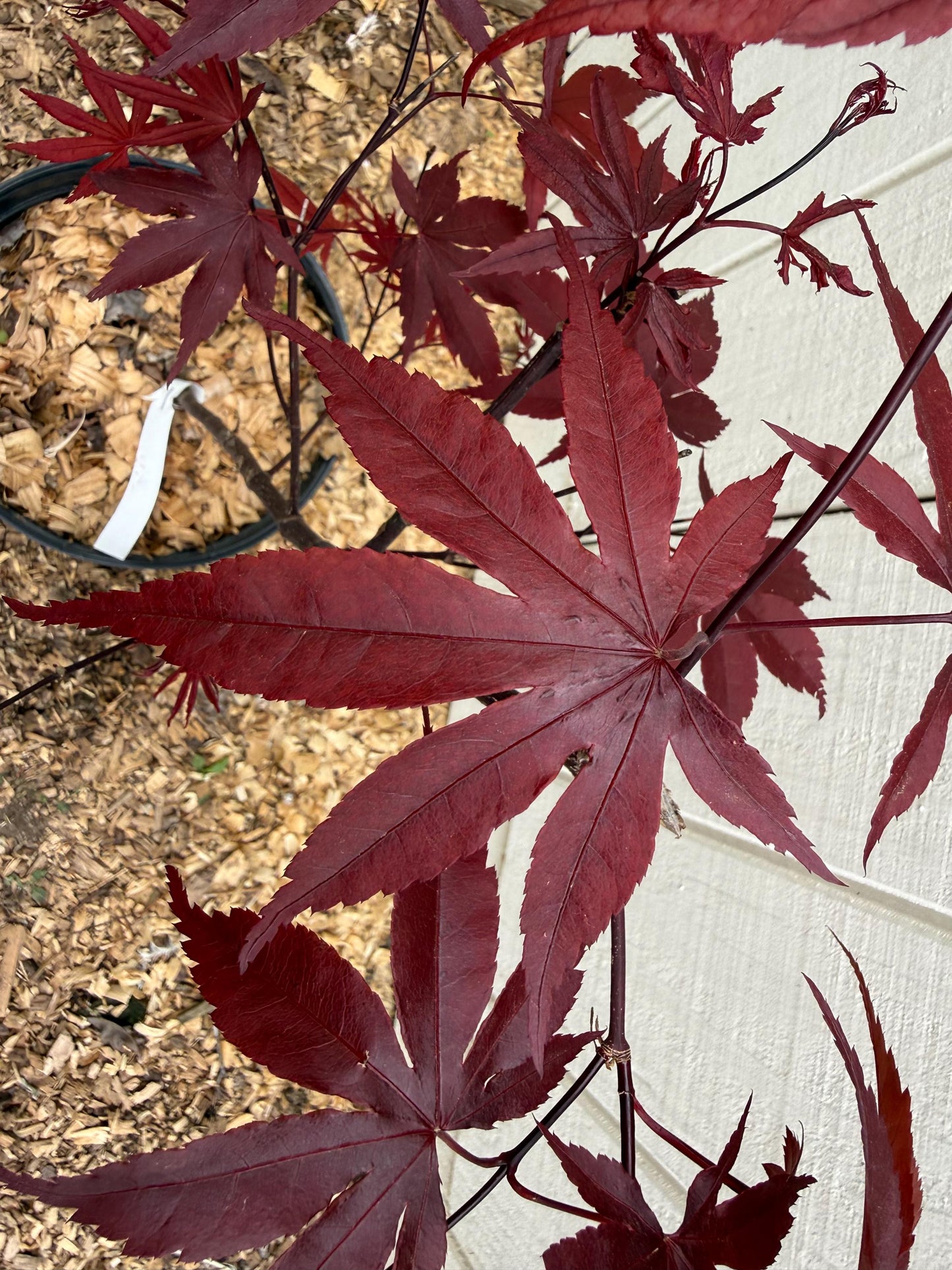 Acer palmatum 'Moonfire' Vibrant 2 Gallon Japanese Maple 3' Tall