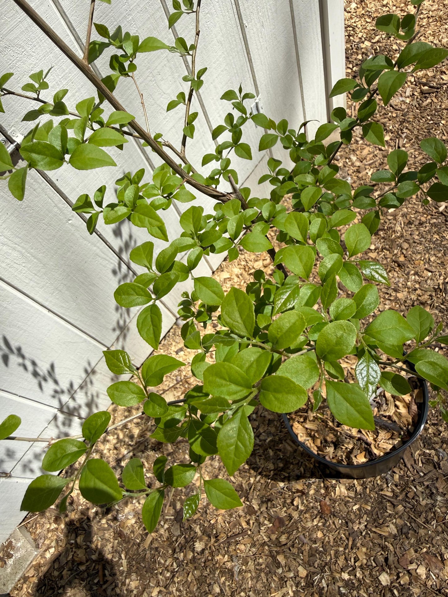 Stunning 4’ Japanese Snowbell (Styrax japonicus)