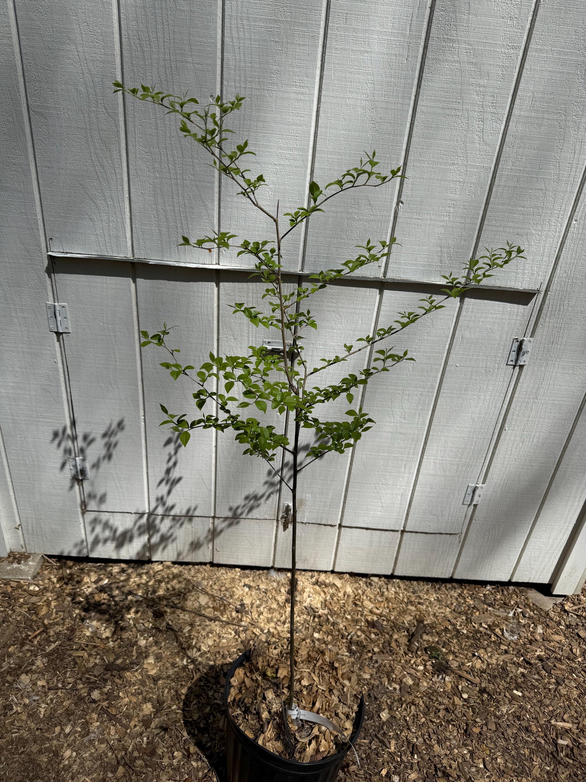 Stunning 4’ Japanese Snowbell (Styrax japonicus)
