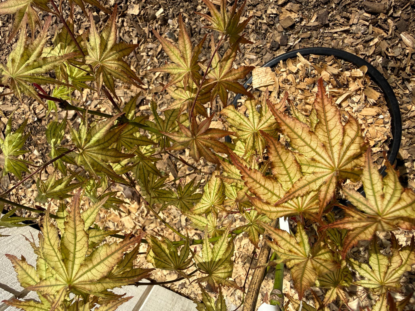 Acer Palmatum 'Peaches and Cream' 2 Gallon 3' Tall