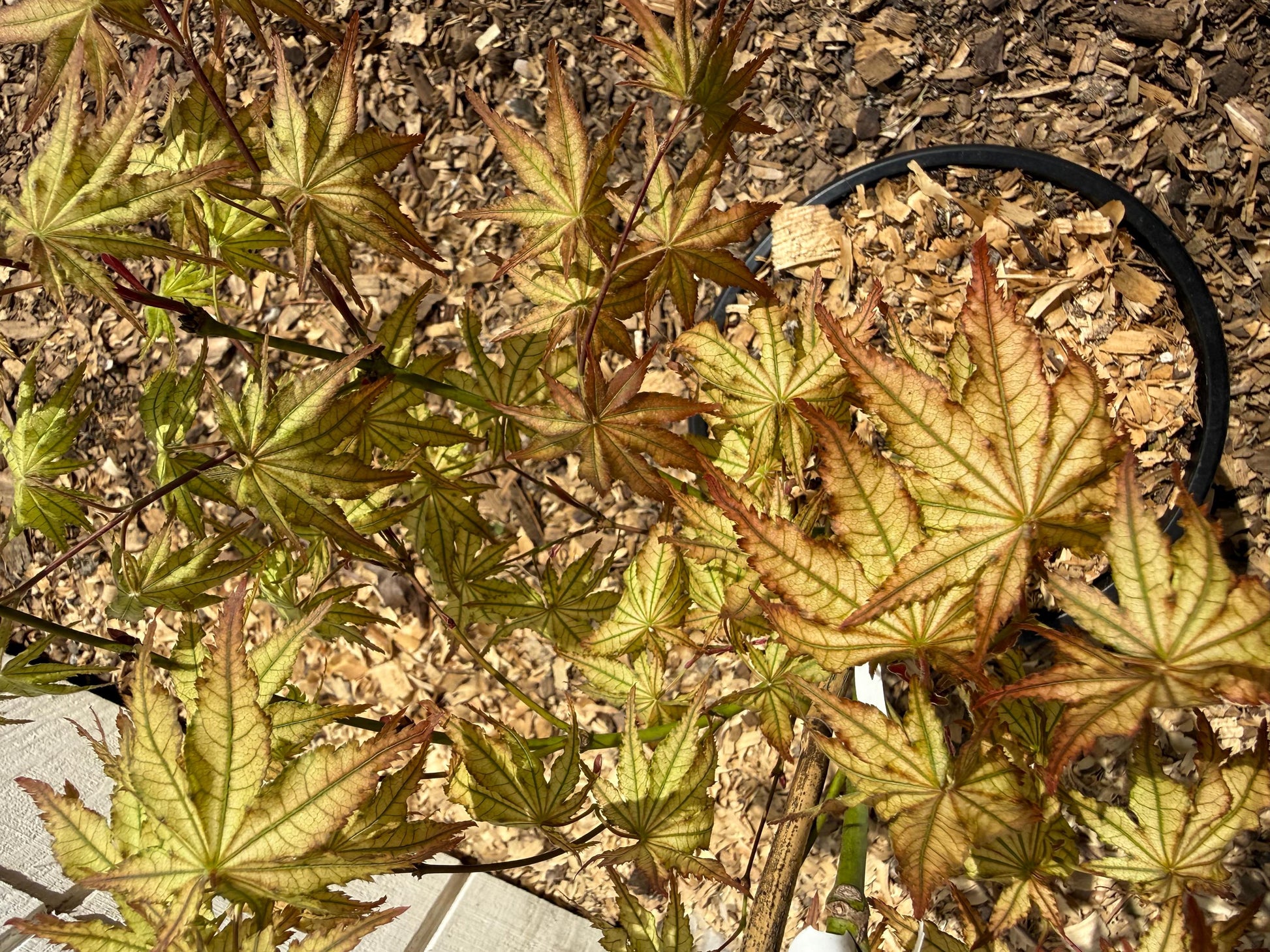 Acer Palmatum 'Peaches and Cream' 2 Gallon 3' Tall