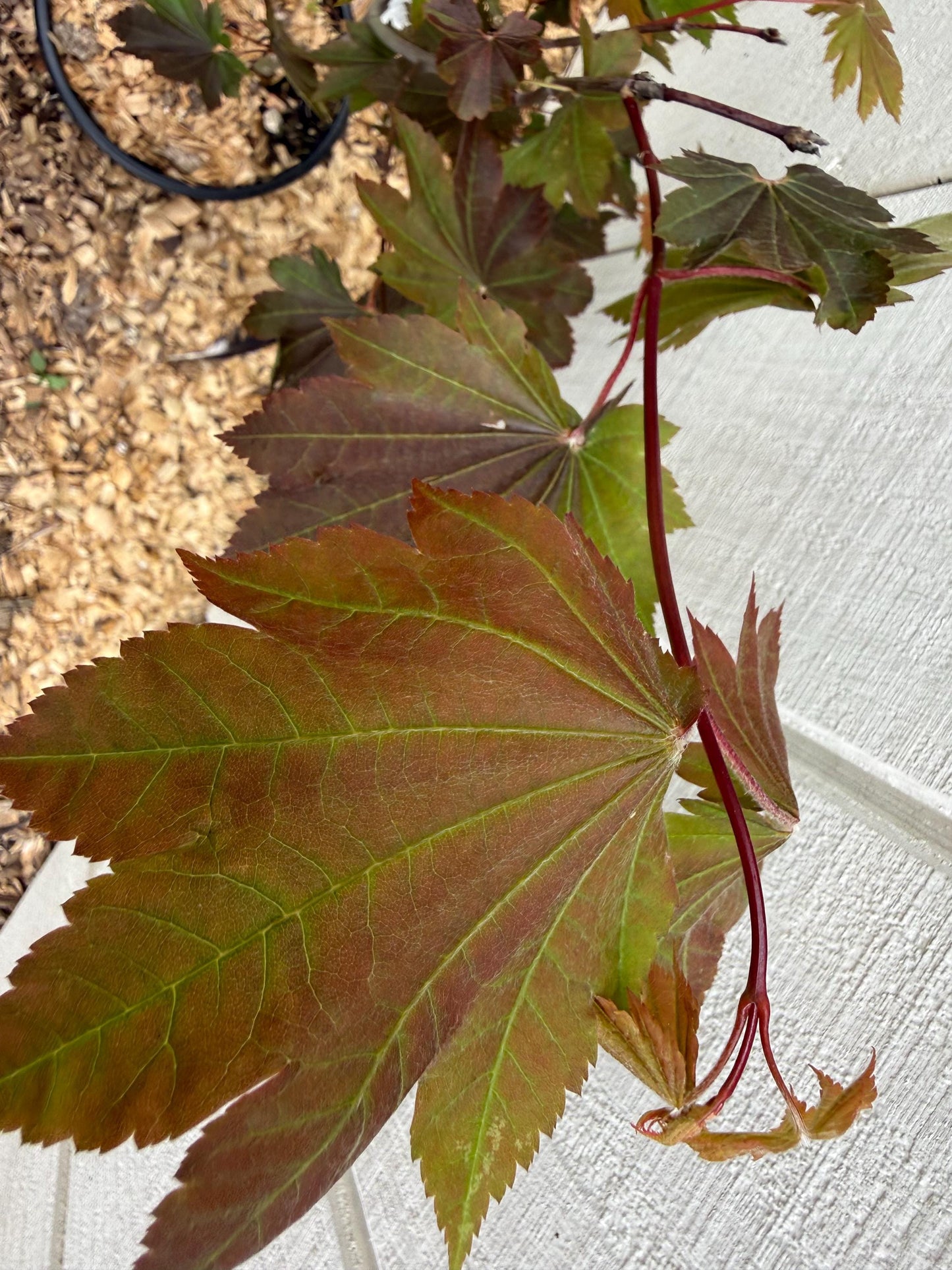 3’ Ruby Jim’s Red Full Moon Maple Acer japonicum 2 Gallon Pot