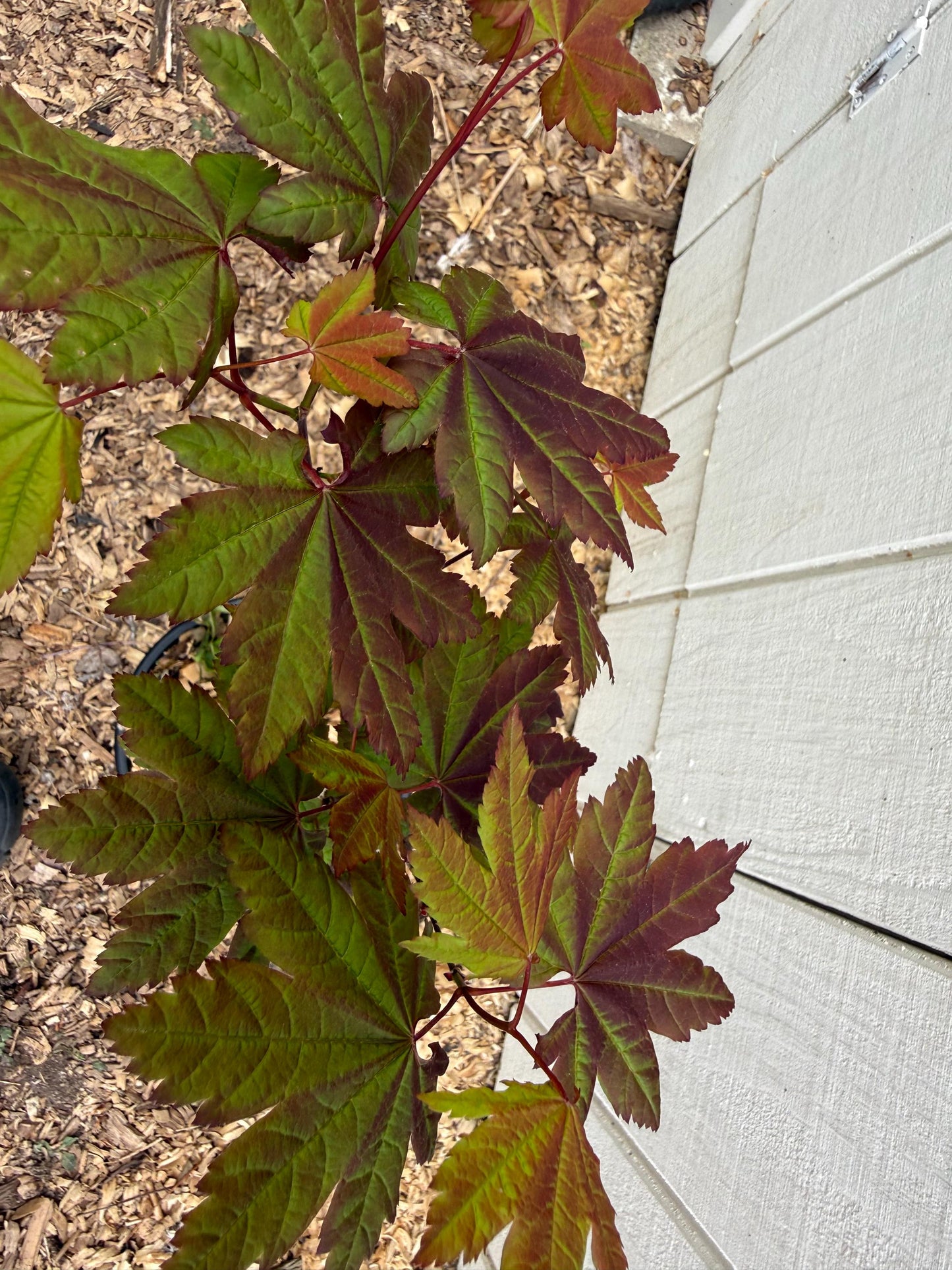 Acer circinatum ‘Burgundy Jewel’ Pacific Vine Maple 3’ Specimen 2 Gallon Pot