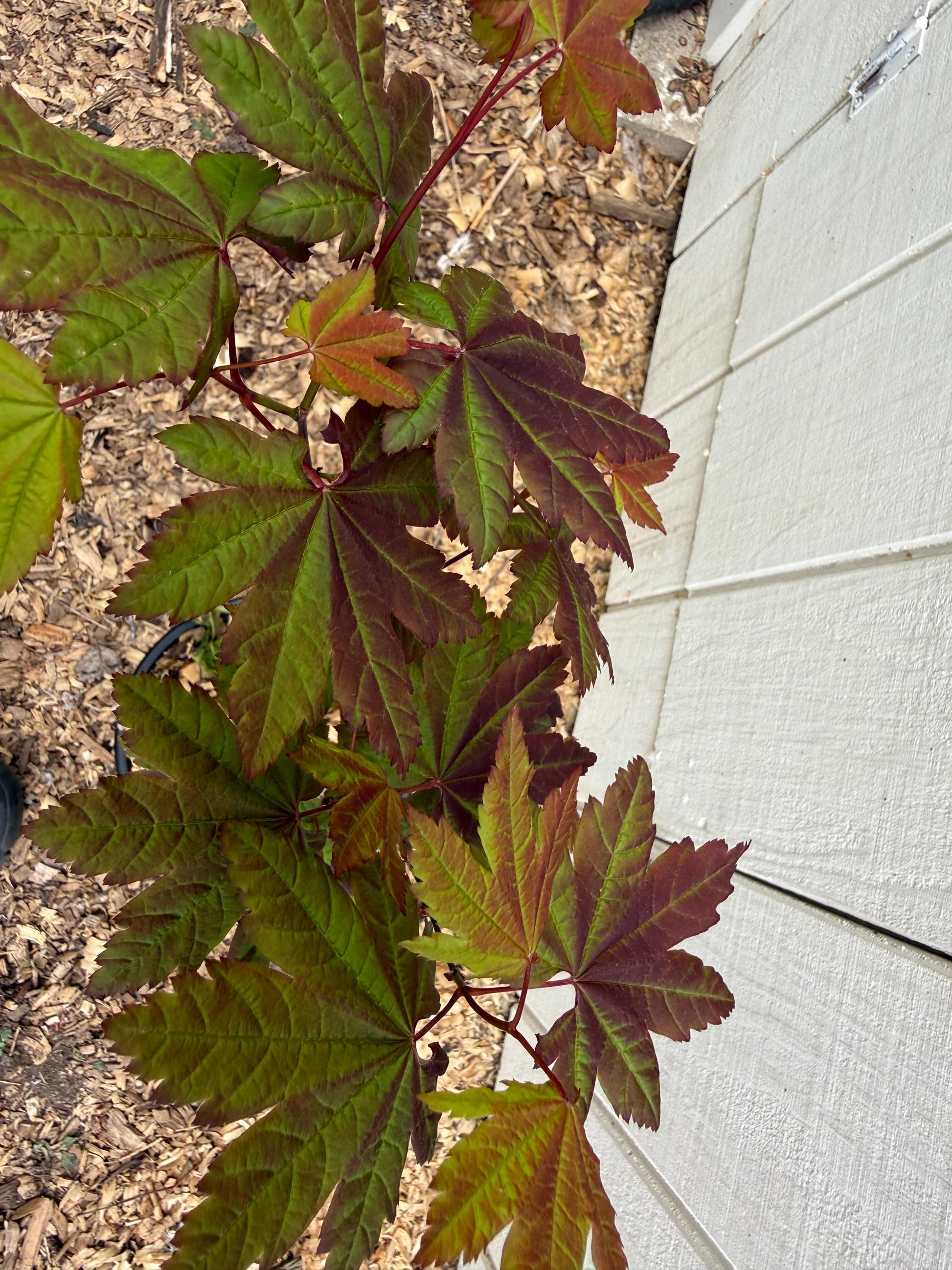 Acer circinatum ‘Burgundy Jewel’ Pacific Vine Maple 3’ Specimen 2 Gallon Pot
