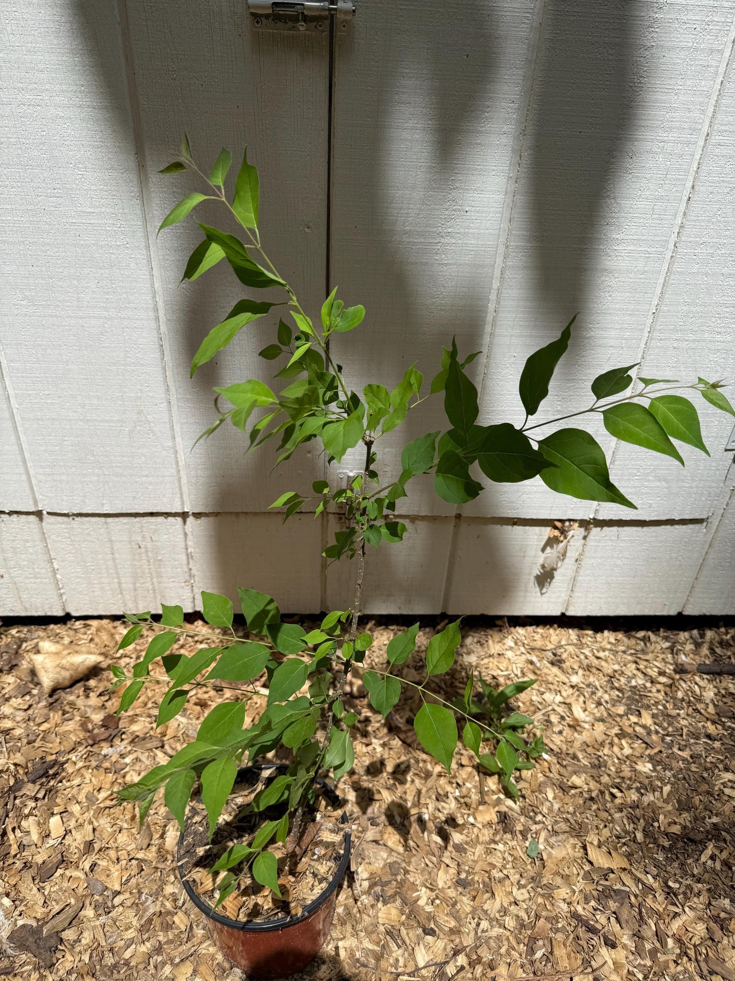 Japanese Tree Lilac (Syringa reticulata) – 1 Gallon Starter Tree (1’ - 2’)