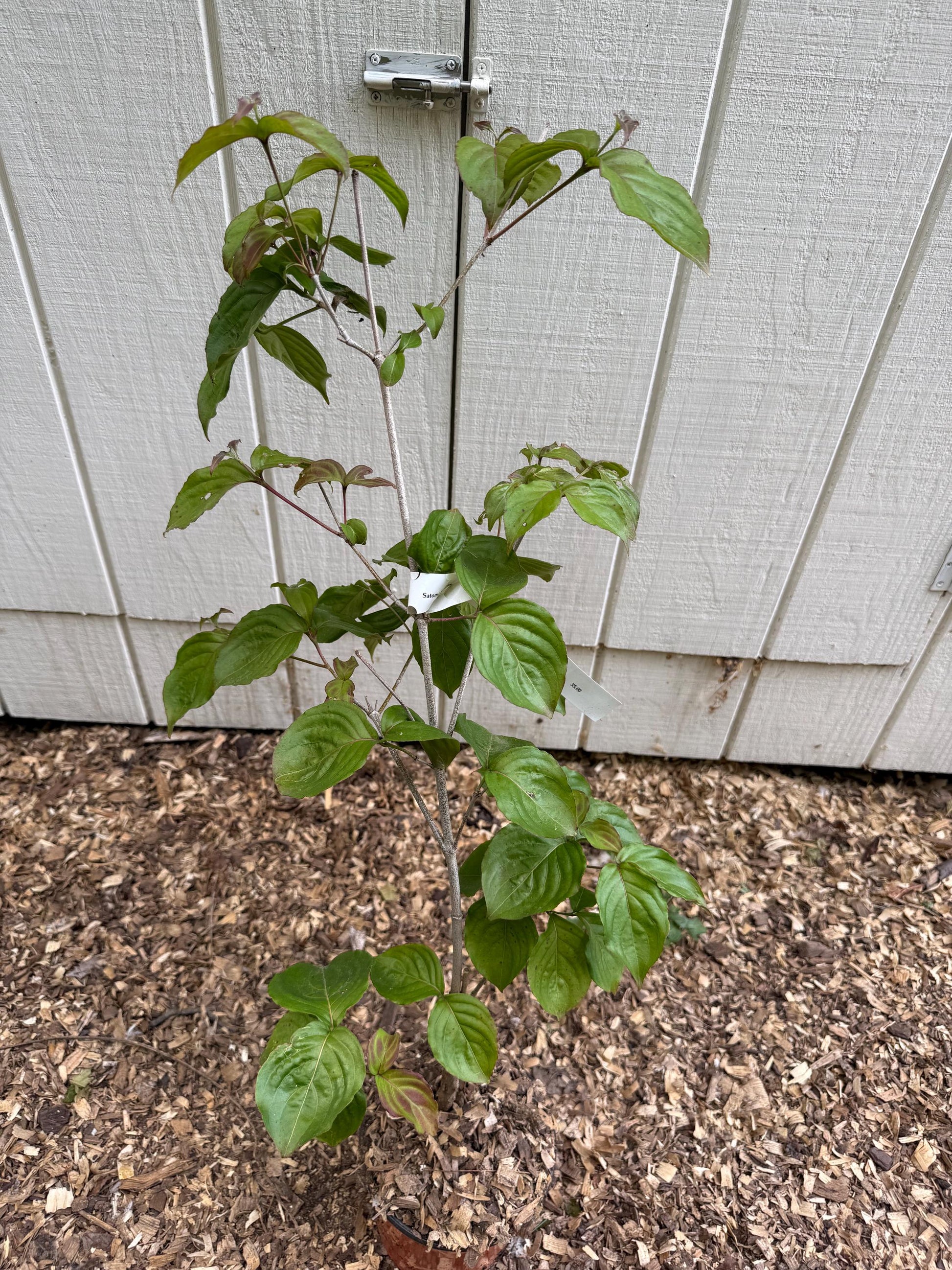 Satomi Kousa Dogwood Live Tree Grafted Pink Flowering Specimen 3 Year Old 1 Gallon Starter Rare Ornamental Garden Tree