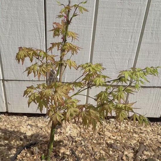 Acer Palmatum 'Peaches and Cream' 2 Gallon 3' Tall