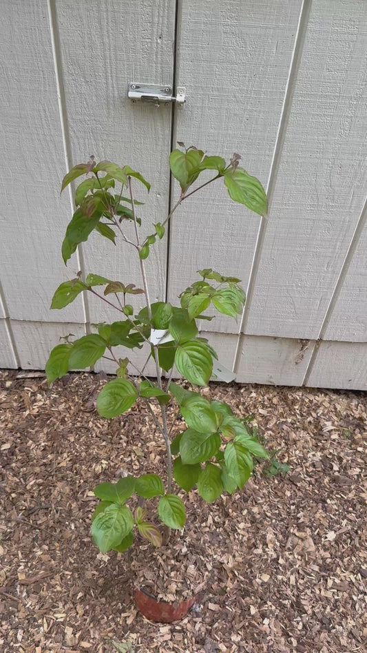 Satomi Kousa Dogwood Live Tree Grafted Pink Flowering Specimen 3 Year Old 1 Gallon Starter Rare Ornamental Garden Tree