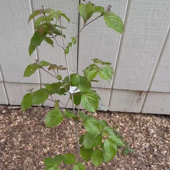 Satomi Kousa Dogwood Live Tree Grafted Pink Flowering Specimen 3 Year Old 1 Gallon Starter Rare Ornamental Garden Tree