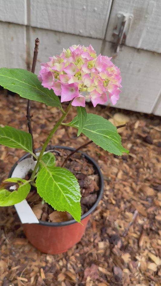 Healthy 2 Year Old Endless Summer® Hydrangea 1 Gallon Starter Plant