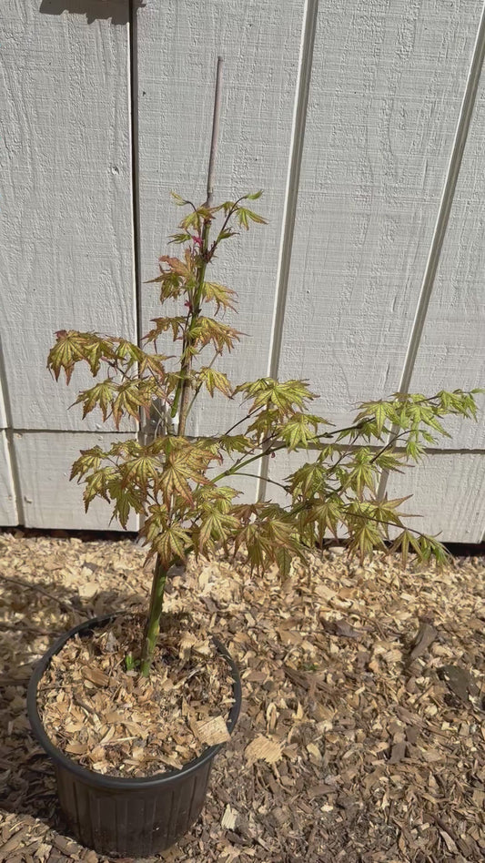 Acer Palmatum 'Peaches and Cream'  2-Gallon 3' Tall