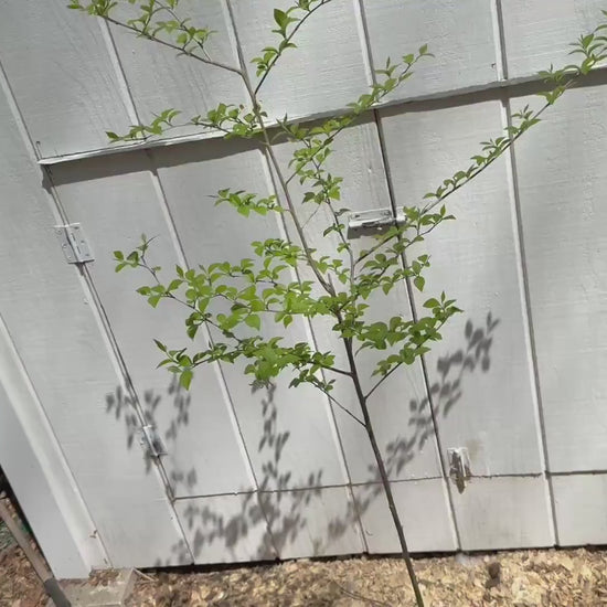 Stunning 4’ Japanese Snowbell (Styrax japonicus)