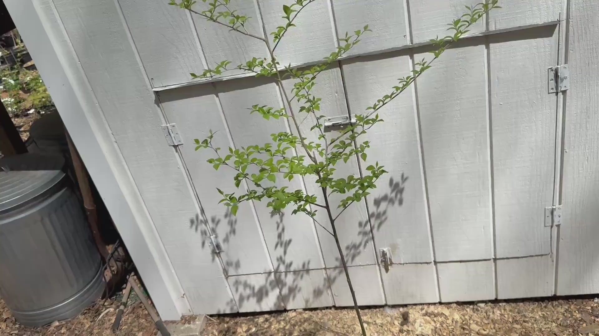 Stunning 4’ Japanese Snowbell (Styrax japonicus)