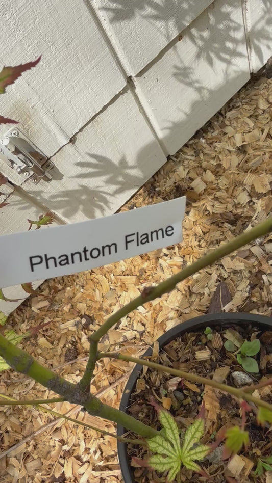 Acer palmatum 'Phantom Flame' 2 Gallon (3 ft)
