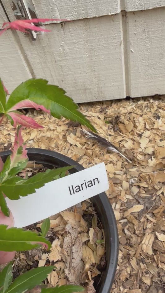 Rare 3’ Ilarian Japanese Maple Acer palmatum 2 Gallon Pot