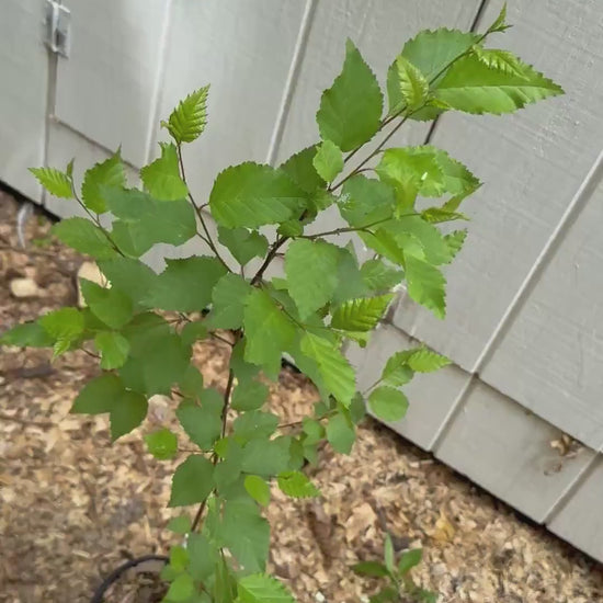 3-Foot Korean Birch Tree (Betula costata) – 1-Gallon Pot