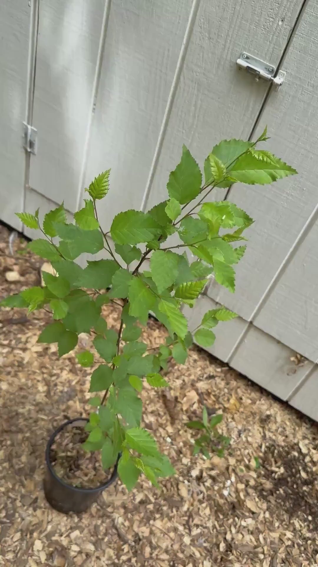 3-Foot Korean Birch Tree (Betula costata) – 1-Gallon Pot