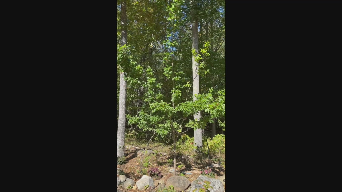 Load video: Che tree (Maclura tricuspidata) with ripe red fruit growing on the branches
