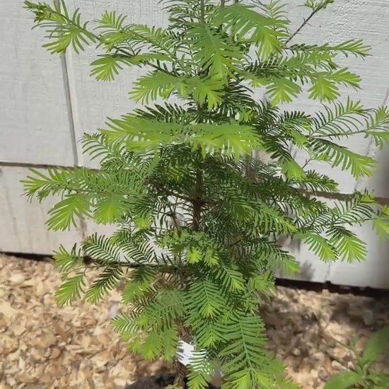 Dawn Redwood Starter Tree (Metasequoia glyptostroboides) | 1–2 Foot, 1 Gallon Pot