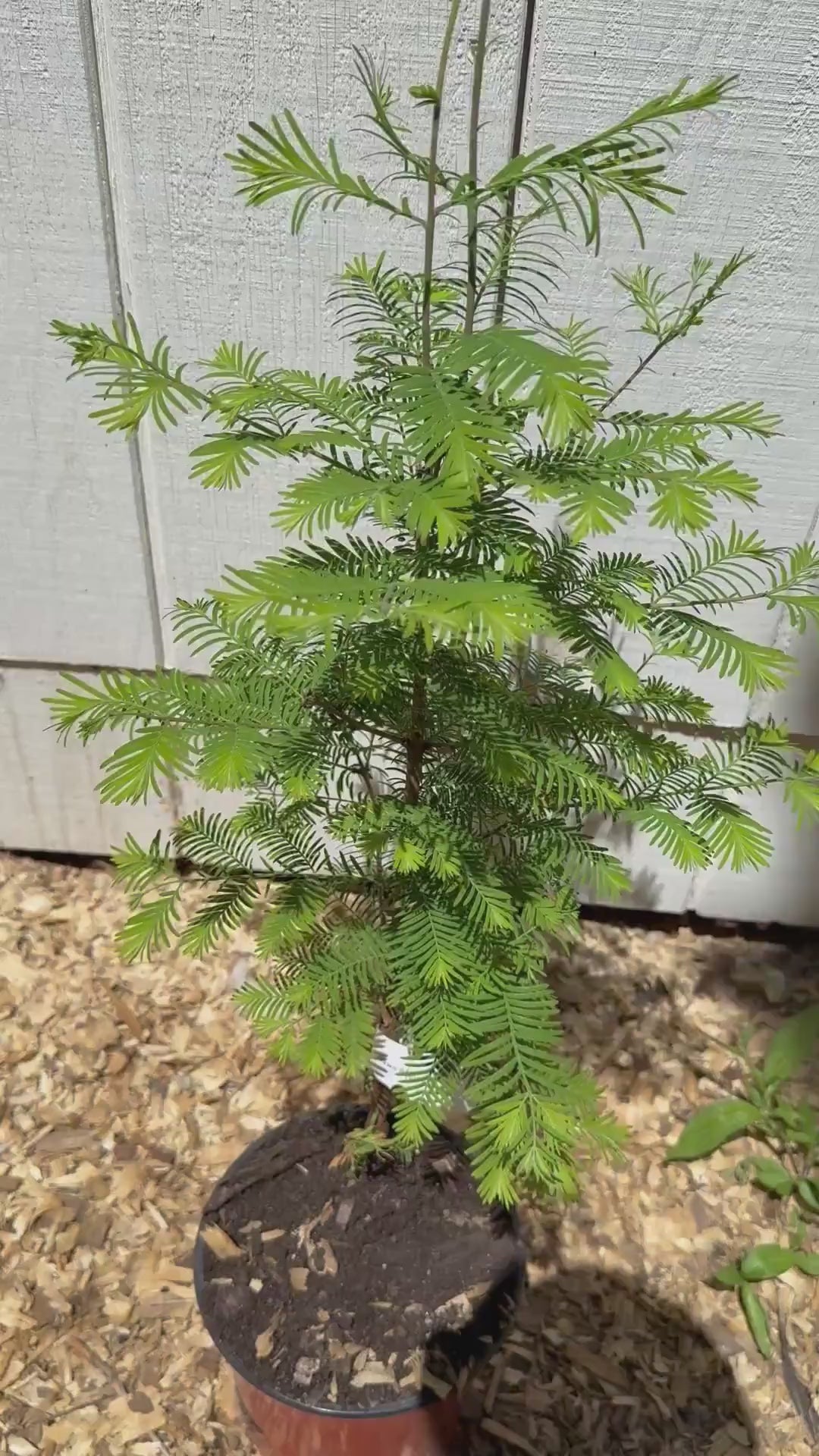 Dawn Redwood Starter Tree (Metasequoia glyptostroboides) | 1–2 Foot, 1 Gallon Pot