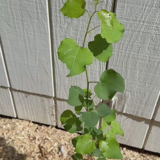 Quaking Aspen Trees (1-2 ft, 1 Gallon Pot)  Fast Growing Native Tree