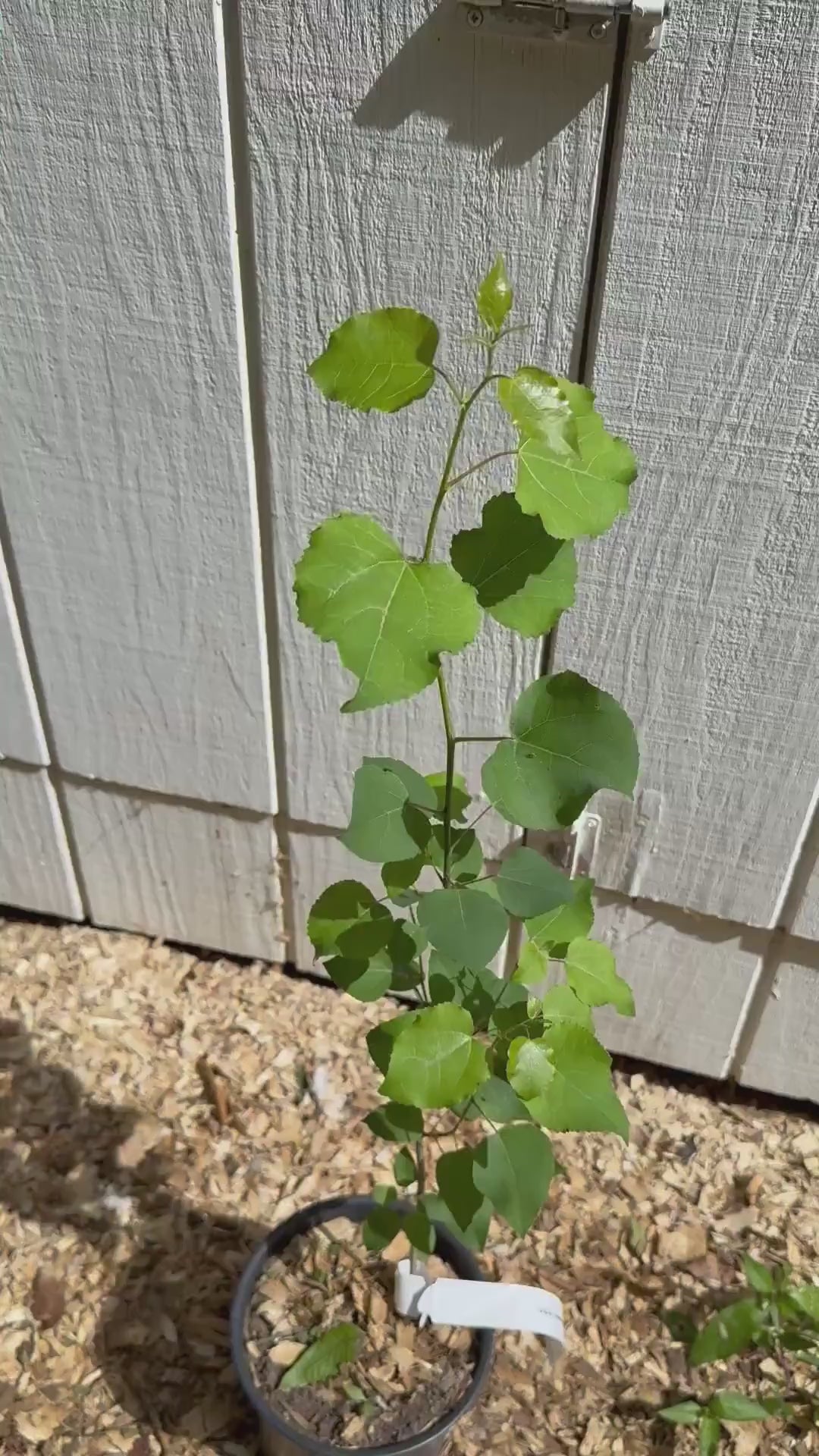 Quaking Aspen Trees (1-2 ft, 1 Gallon Pot)  Fast Growing Native Tree