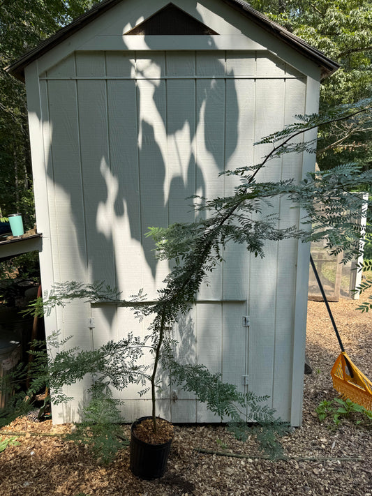 Thornless Honey Locust Tree